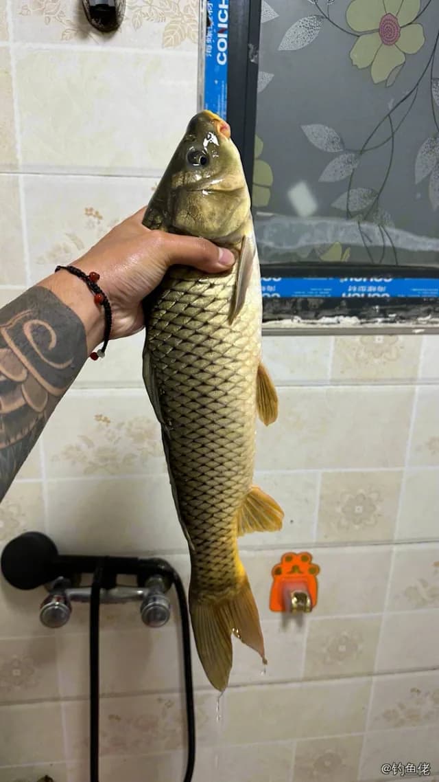 鲤鱼钓获 1.5kg