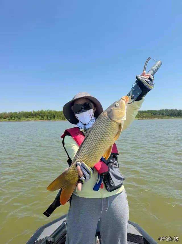 鲤鱼钓获 1.5kg