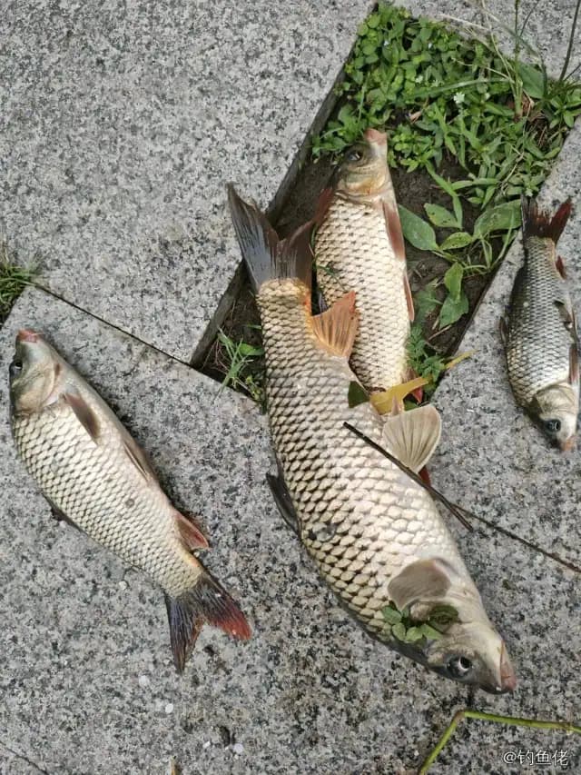鲤鱼钓获 4kg