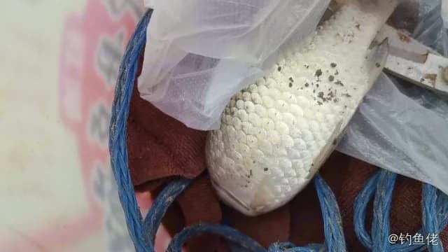 金鱼钓获 0.3kg