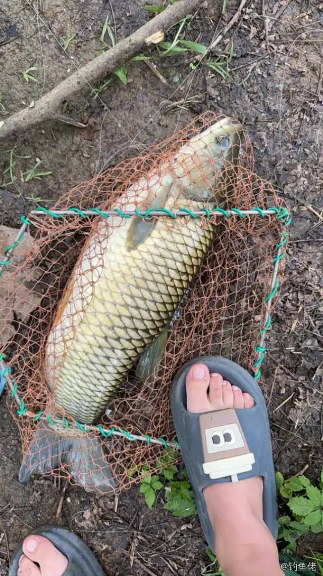 草鱼钓获 4.5kg