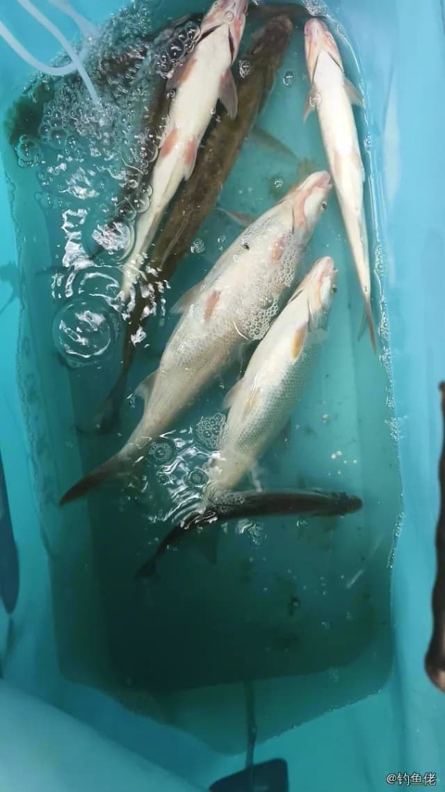 翘嘴鲌钓获 1.1kg