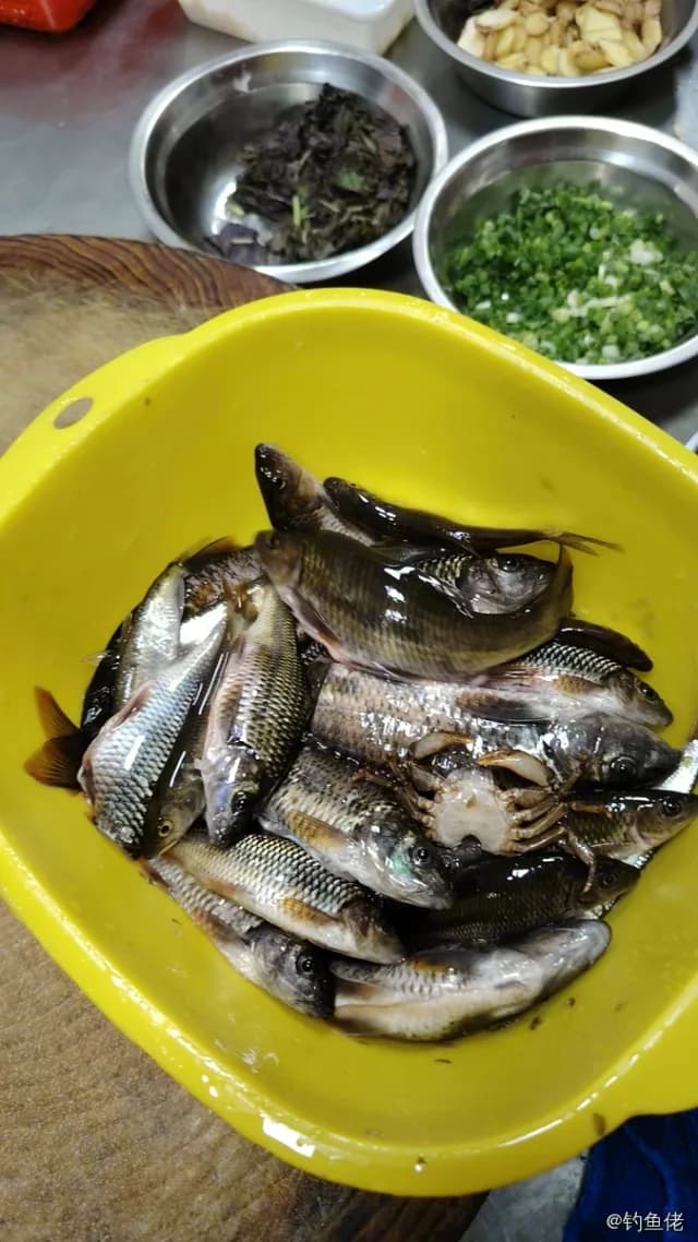 台湾光唇鱼钓获 0.2kg