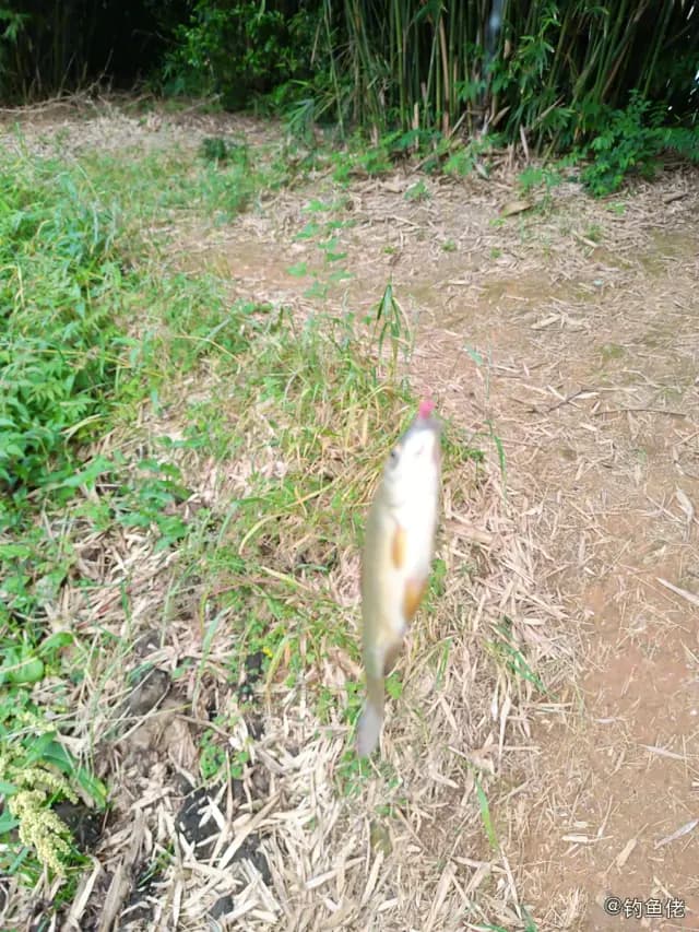 鲫鱼钓获 1kg