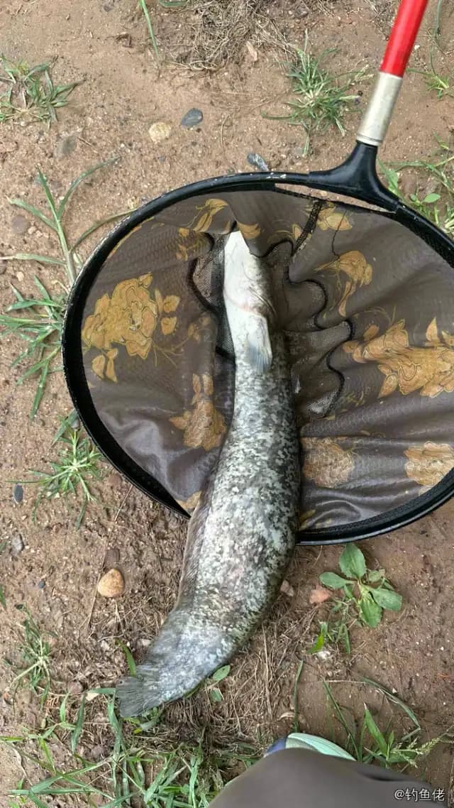 鲶鱼钓获 6.5kg