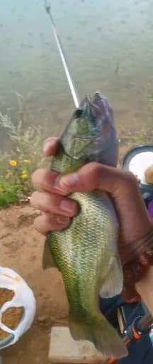 大口黑鲈钓获 1.01kg