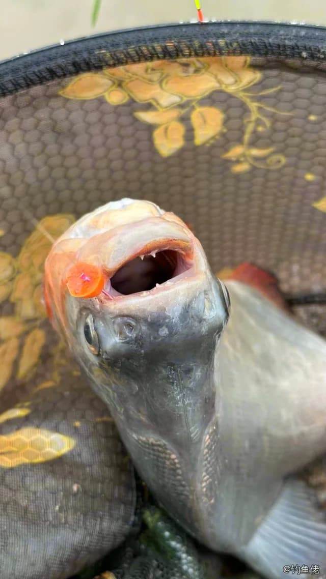 淡水红鲳钓获 1kg
