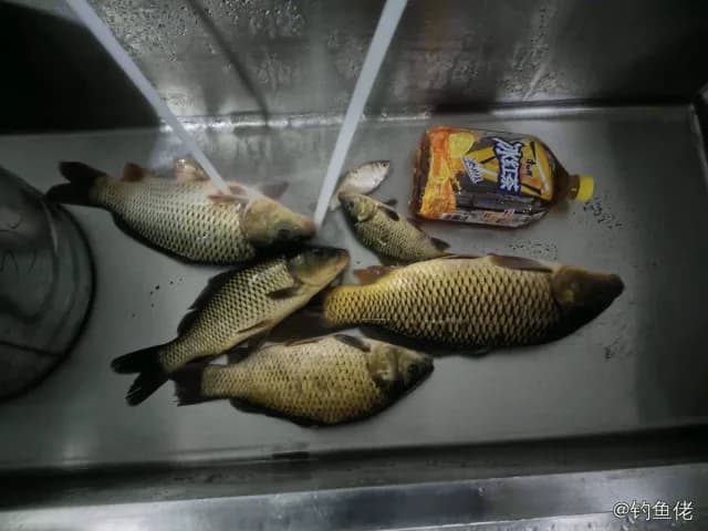 鲤鱼钓获 4kg