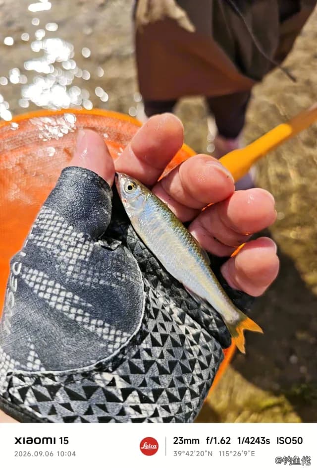 宽鳍鱲钓获 0.01kg
