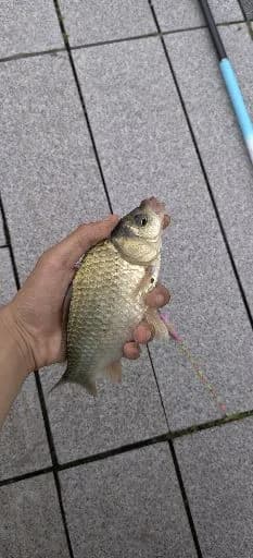 鲫鱼钓获 1kg