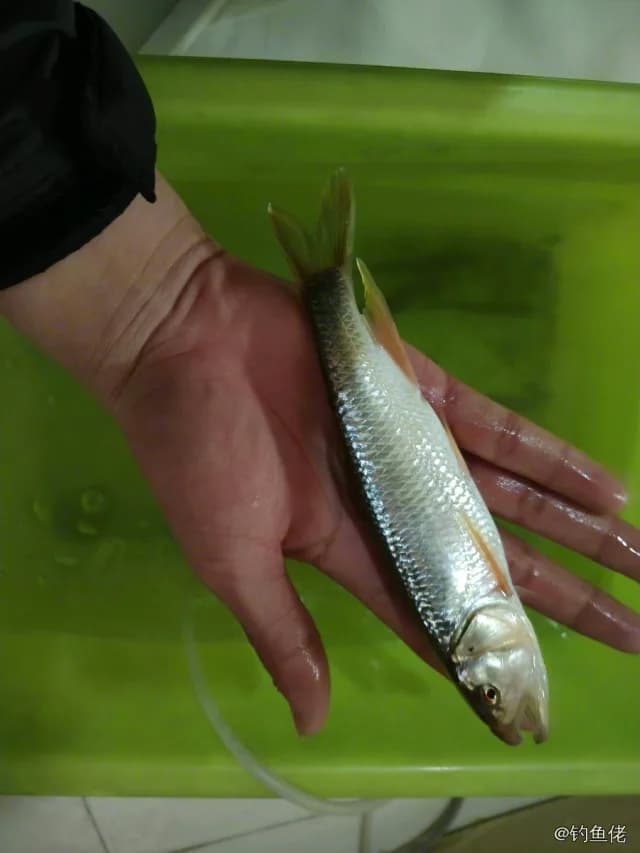 马口鱼钓获 0.4kg