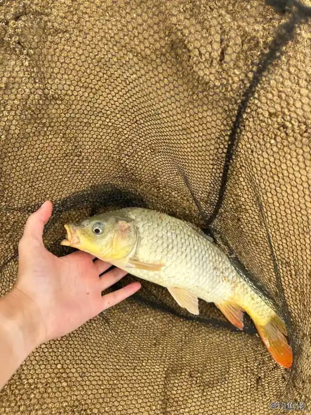 鲤鱼钓获 4kg