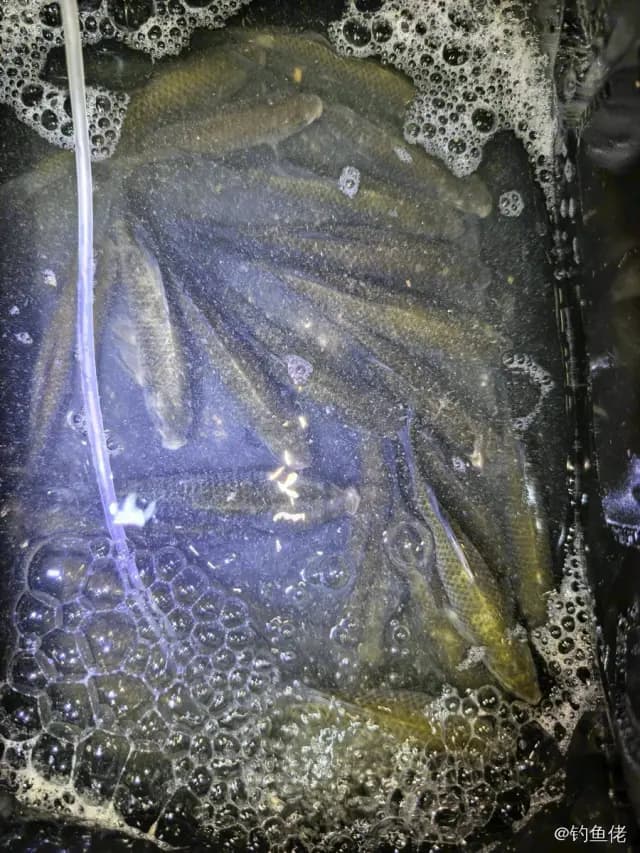 鲫鱼钓获 1kg