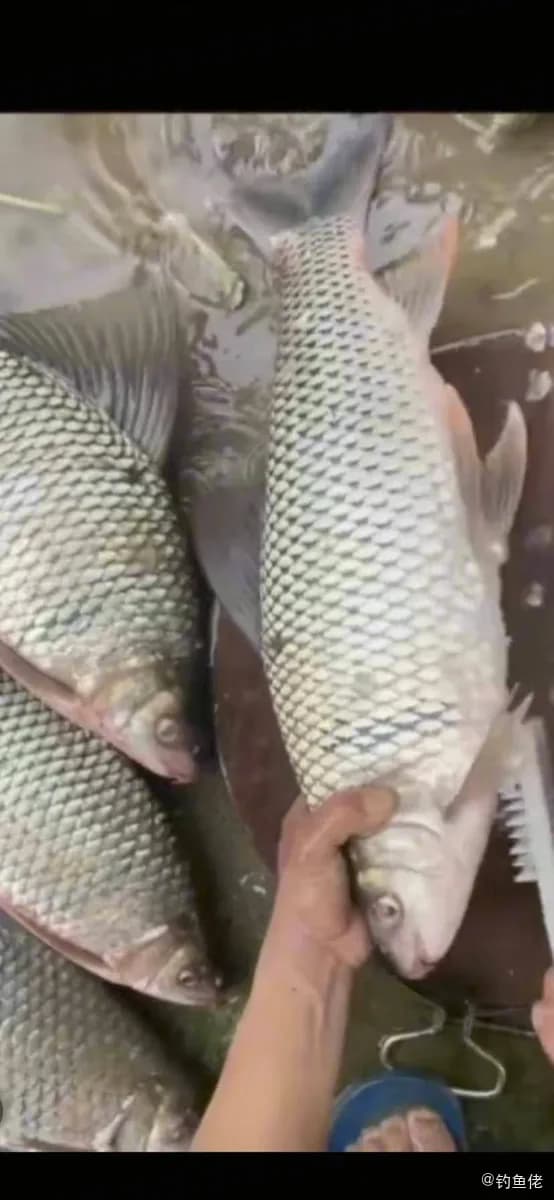 鲮鱼钓获 1.1kg