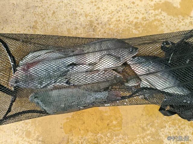 尼罗非鲫钓获 1kg