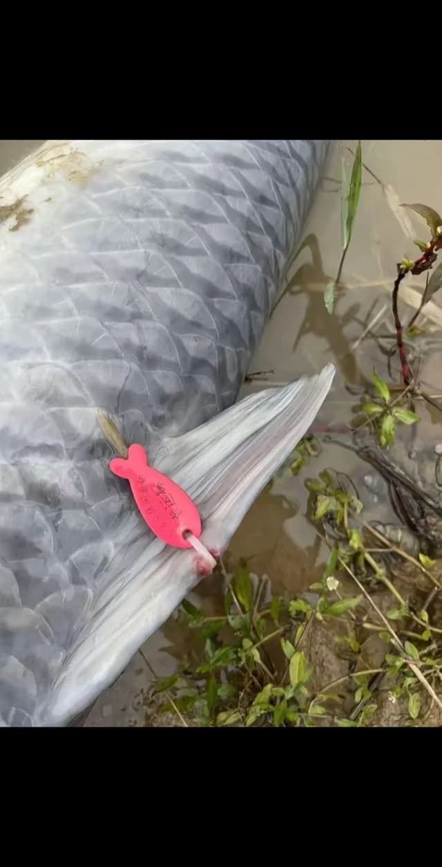 草鱼钓获 13.5kg