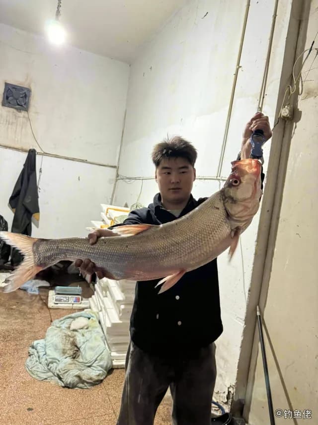 翘嘴鲌钓获 3.7kg