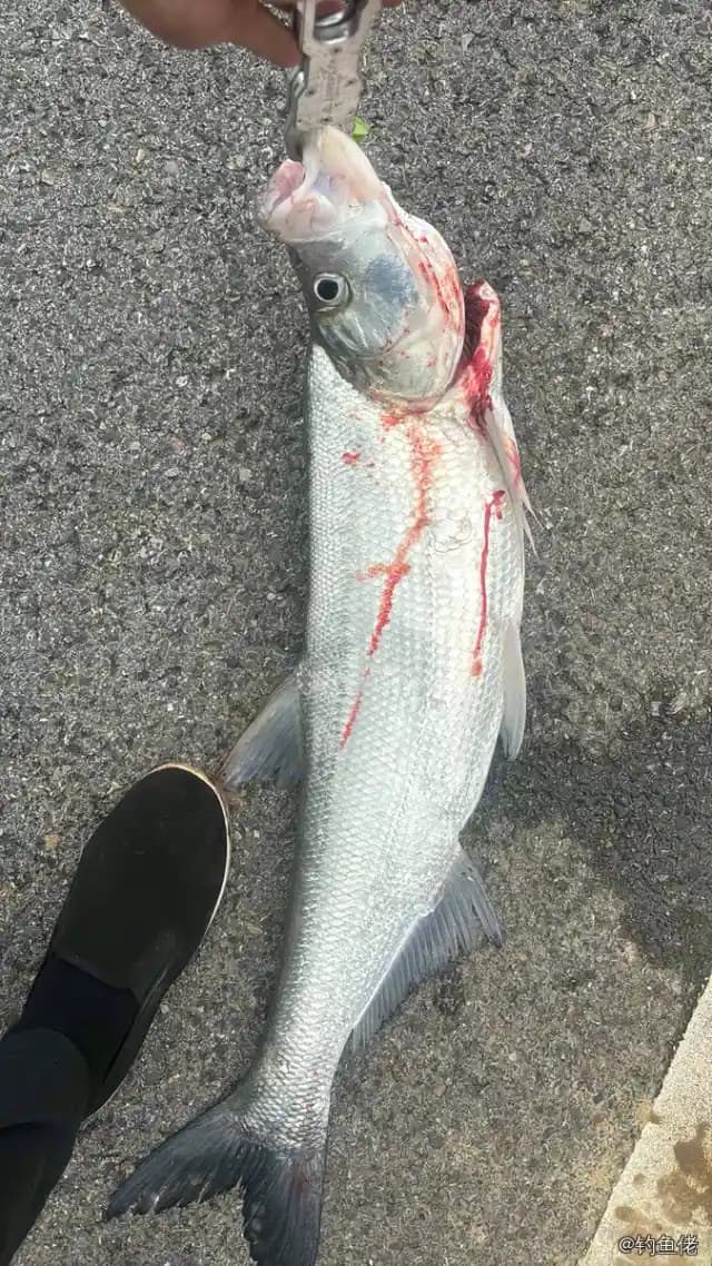 翘嘴鲌钓获 4kg
