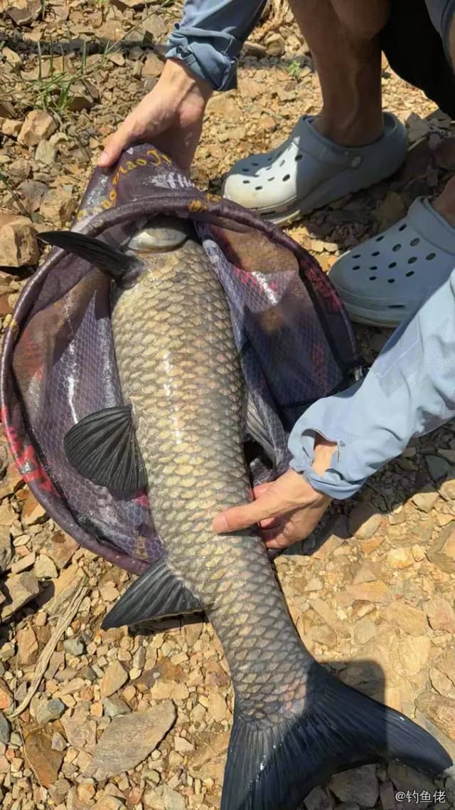 青鱼钓获 8kg