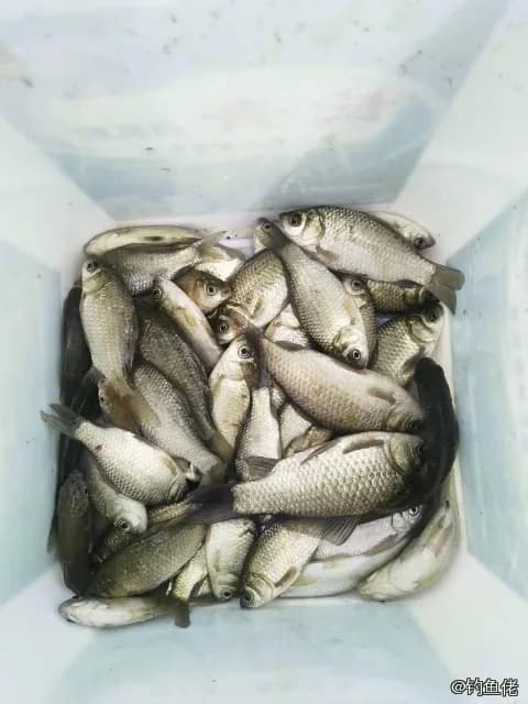 鲫鱼钓获 0.45kg