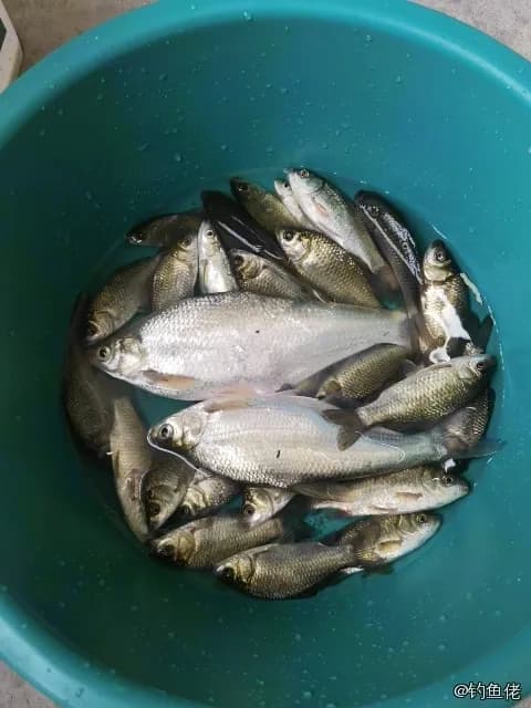 圆吻鲴钓获 0.01kg