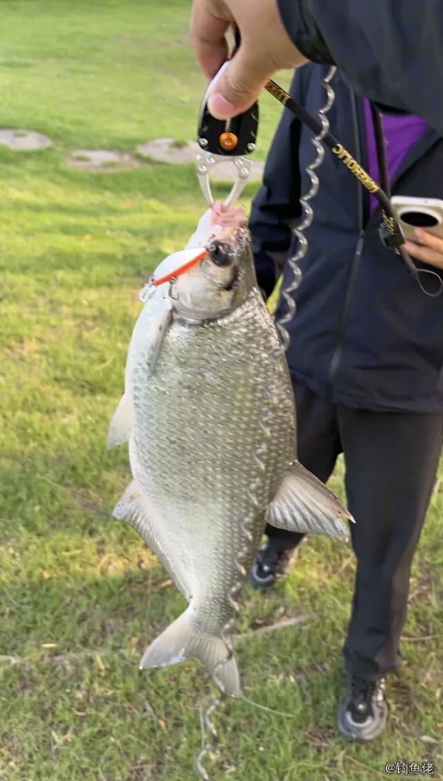 鳊鱼钓获 1.6kg