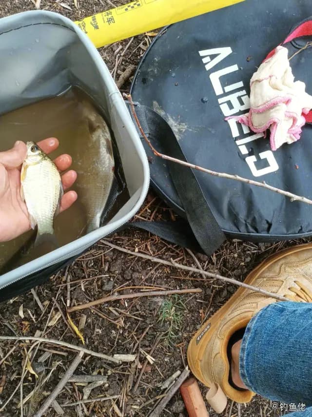 鲫鱼钓获 0.05kg