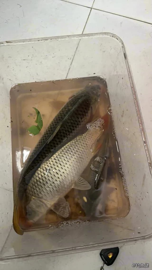 鲤鱼钓获 12kg