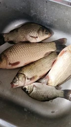 鲫鱼钓获 0.7kg