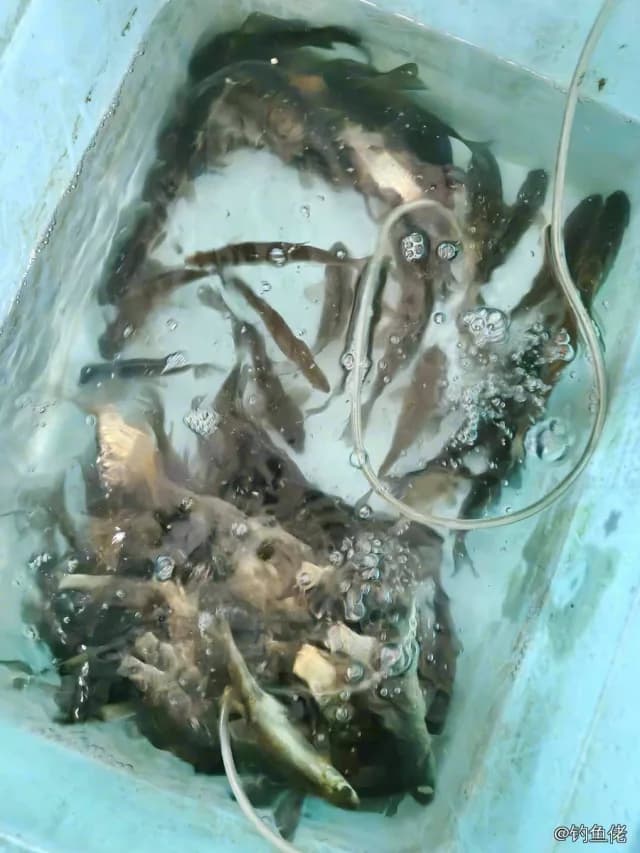鲫鱼钓获 1.3kg