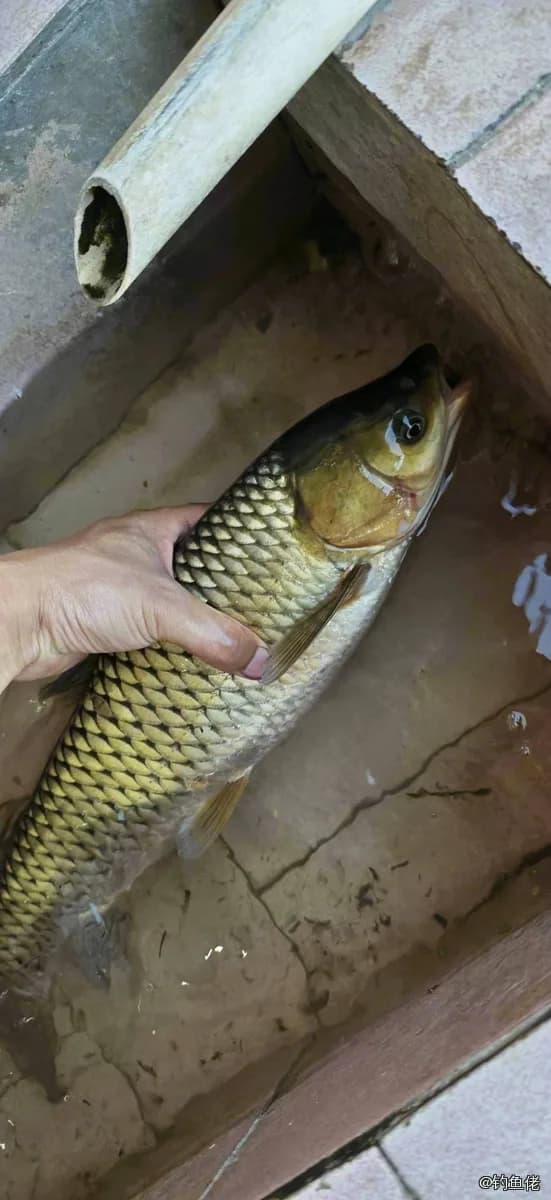 草鱼钓获 2.2kg