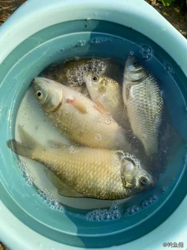 鲫鱼钓获 0.45kg
