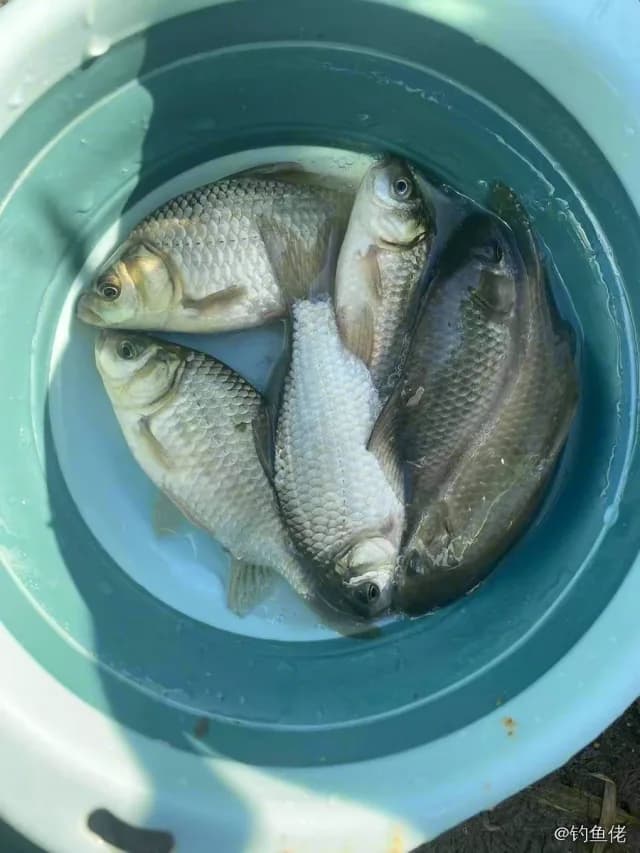 鲫鱼钓获 0.45kg