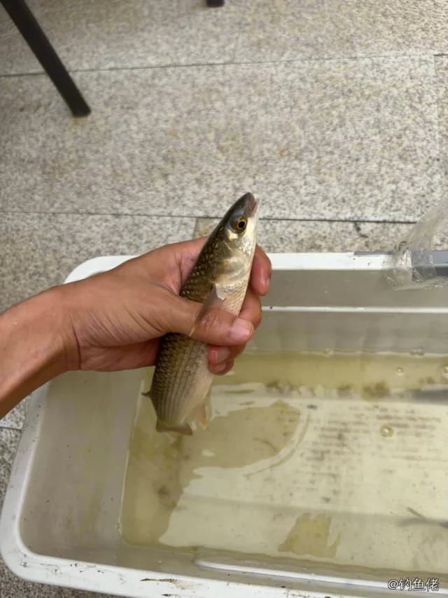 纹缟虾虎鱼钓获 0.03kg