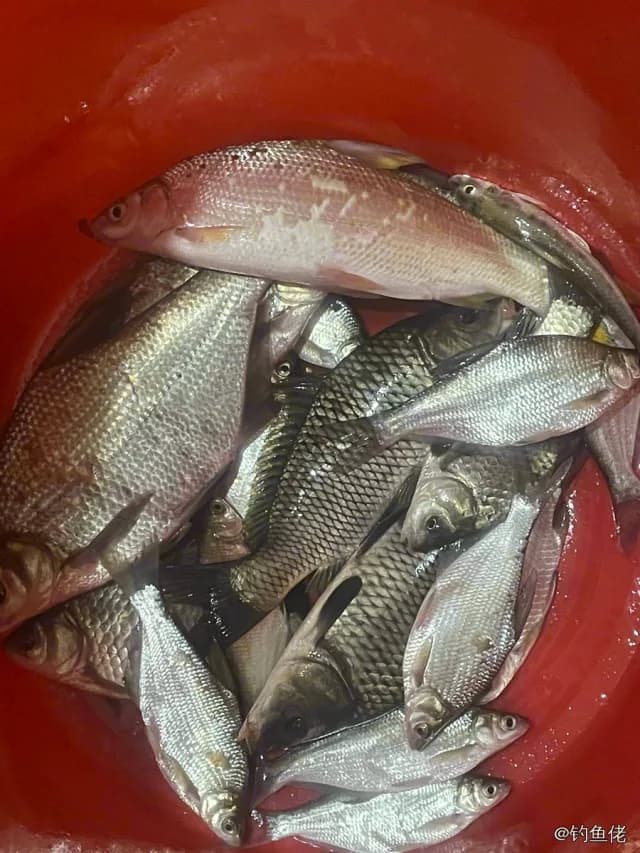 鳊鱼钓获 0.5kg