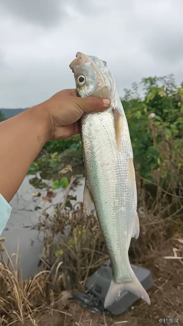 翘嘴鲌钓获 1kg