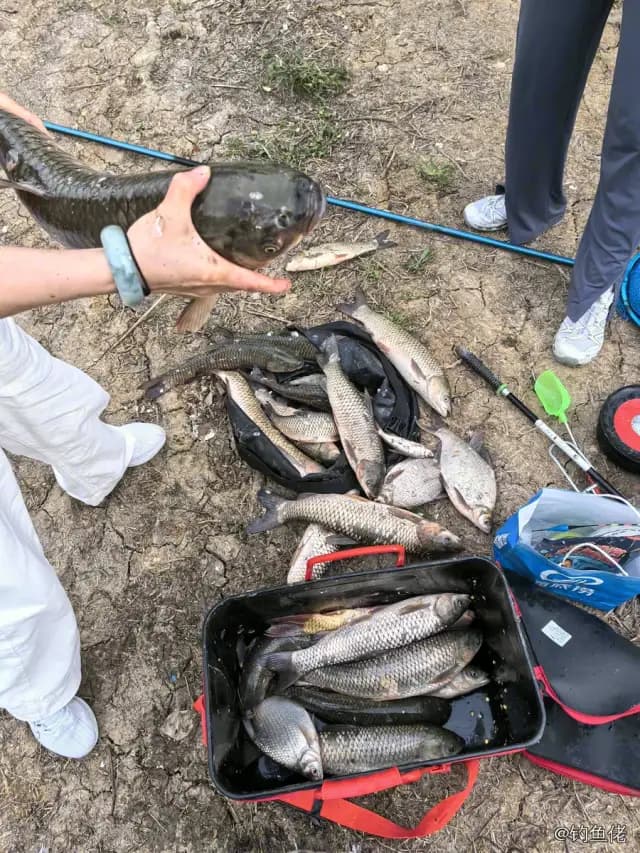 草鱼钓获 27.7kg