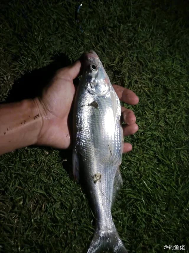 翘嘴鲌钓获 0.3kg