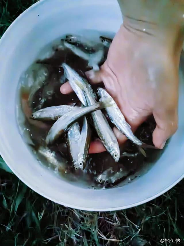 太平洋玉筋鱼钓获 0.1kg