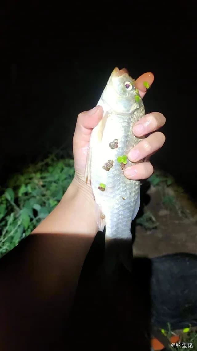 鲫鱼钓获 0.1kg