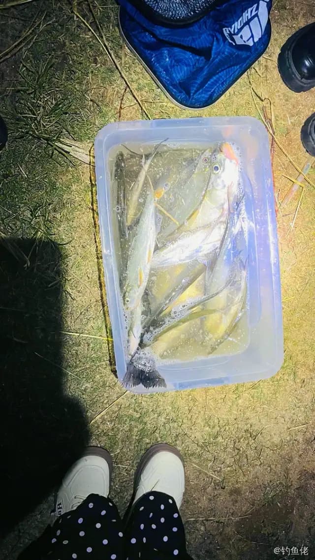 翘嘴鲌钓获 6kg