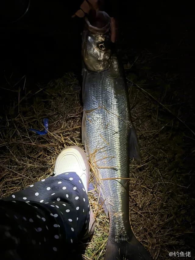 翘嘴鲌钓获 5kg
