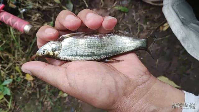 红鳍鲌钓获 0.1kg