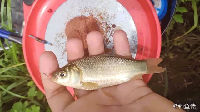 鲫鱼钓获 