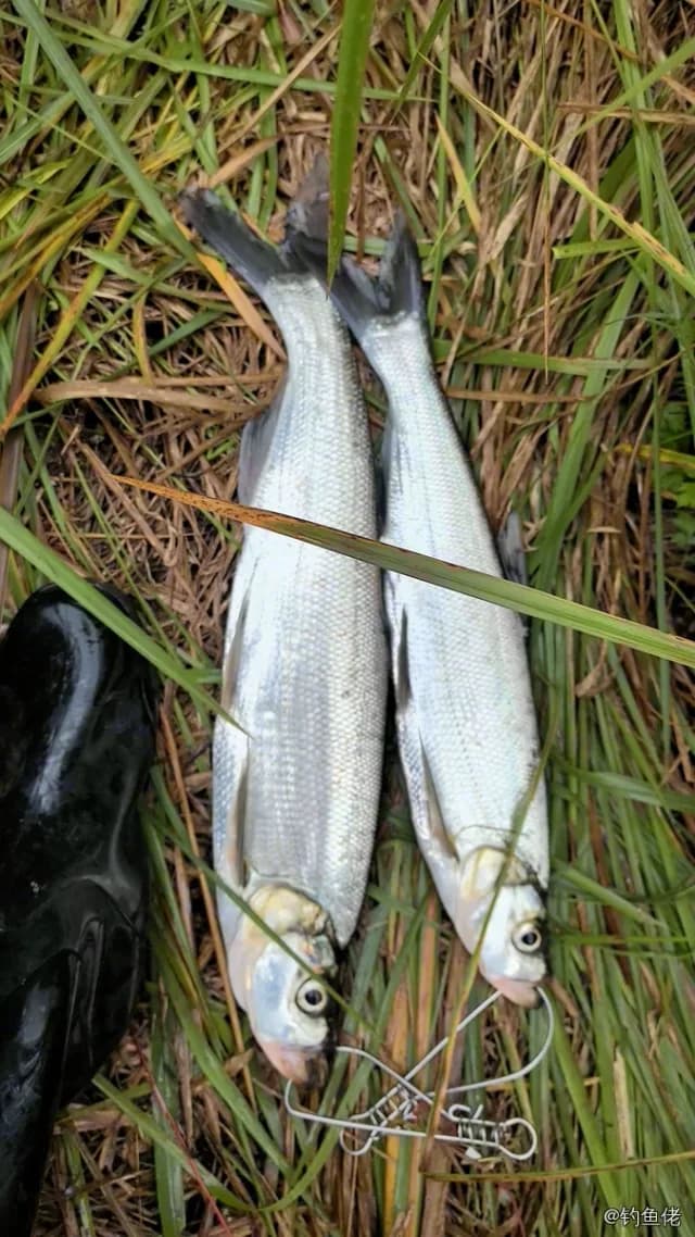 翘嘴鲌钓获 1kg