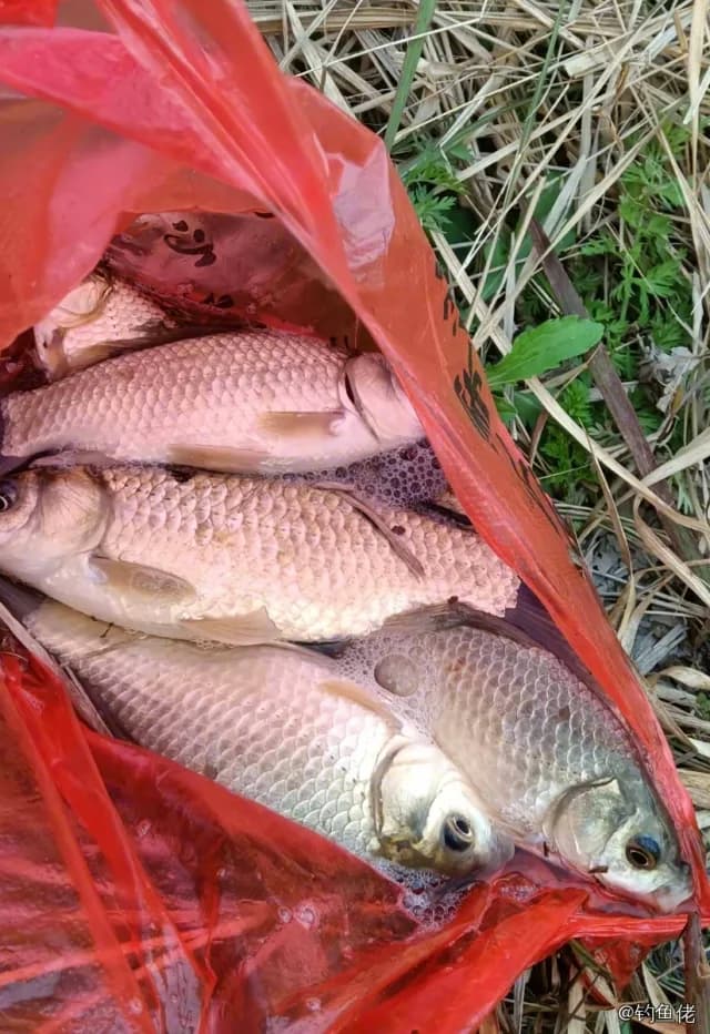 鲫鱼钓获 0.2kg