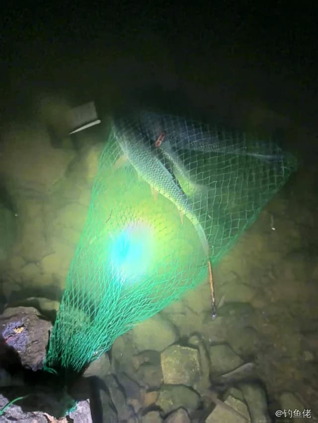 鲮鱼钓获 3.4kg
