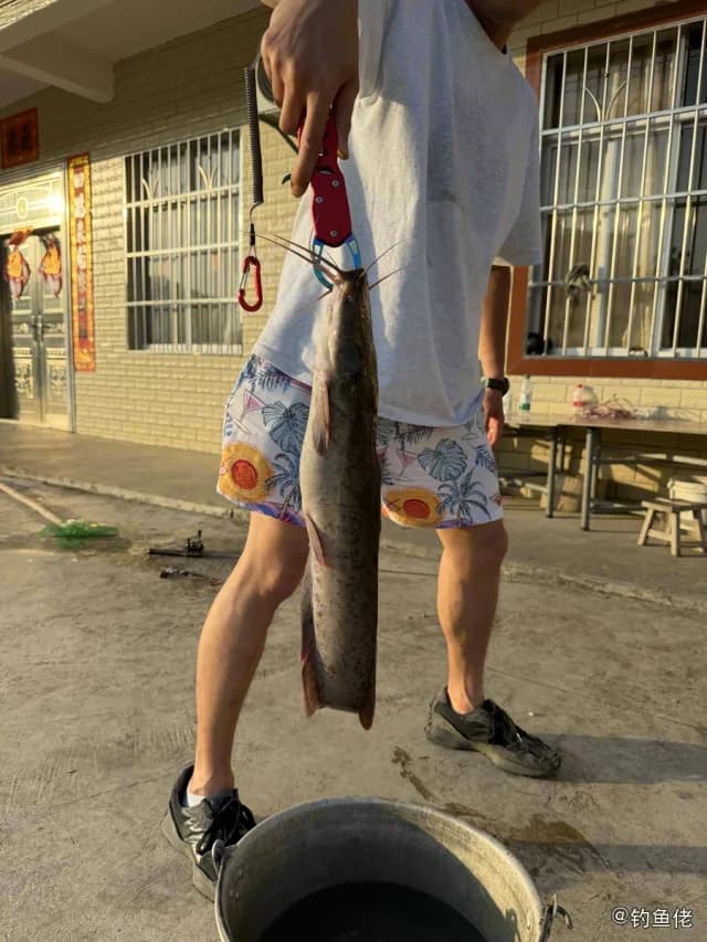尖齿胡鲶钓获 6kg