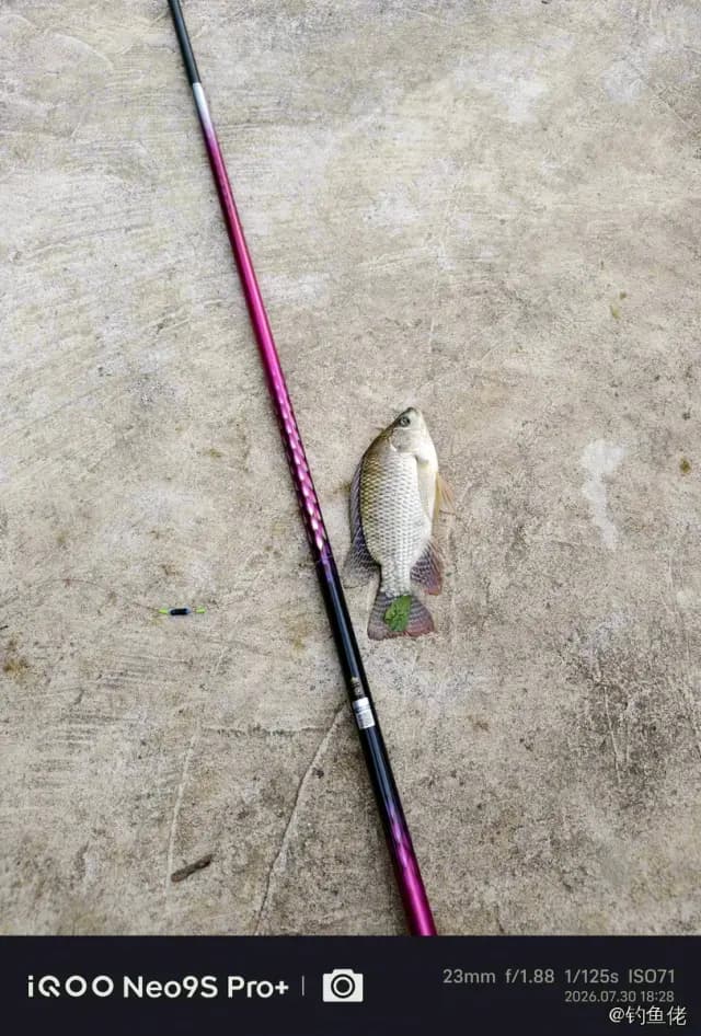尼罗非鲫钓获 0.5kg