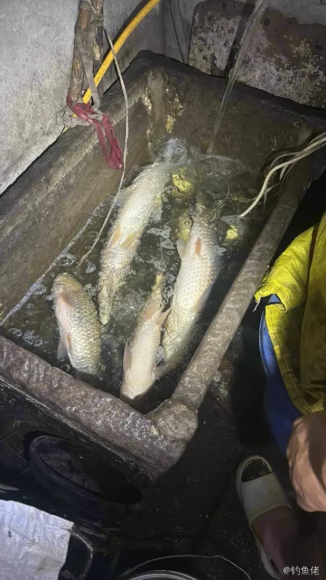 草鱼钓获 8kg